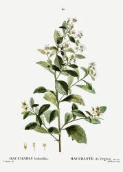 Eastern baccharis (Pierre Joseph Redouté) - Muzeo.com