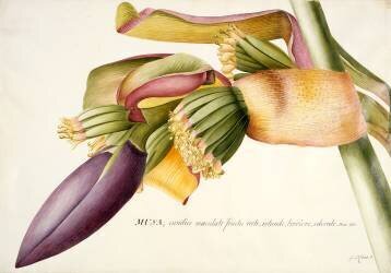 Fleur du bananier (Georg Dionysius Ehret) - Muzeo.com