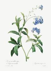 Forget-me-not (Pierre Joseph Redouté) - Muzeo.com