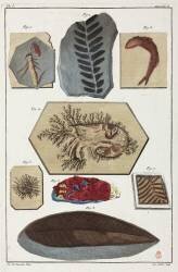 Fossiles (anonyme) - Muzeo.com