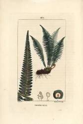 Fougère mâle (Pierre Jean Francois Turpin) - Muzeo.com