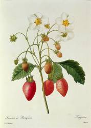 Fragaria (Pierre Joseph Redouté) - Muzeo.com