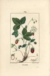 Fraisier (Ernestine Panckoucke) - Muzeo.com