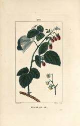 Framboisier (Pierre Jean Francois Turpin) - Muzeo.com