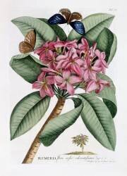 Frangipani (Georg Dionysius Ehret) - Muzeo.com