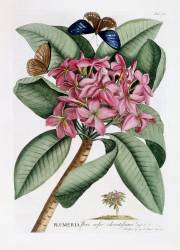 Frangipani (Georg Dionysius Ehret) - Muzeo.com