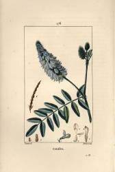 Galéga (Pierre Jean Francois Turpin) - Muzeo.com