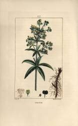 Garance des dyers (Pierre Jean Francois Turpin) - Muzeo.com