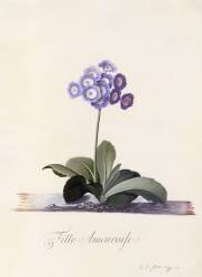 Garden Auricula (Georg Dionysius Ehret) - Muzeo.com