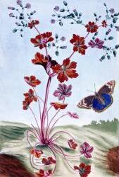 Géranium luisant (Pierre-Joseph Buchoz) - Muzeo.com