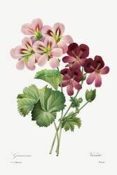 Geranium Variety (Pierre Joseph Redouté) - Muzeo.com