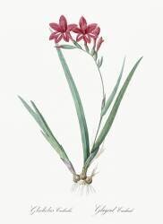Gladiolus Cardinalis (Pierre Joseph Redouté) - Muzeo.com