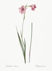 Gladiolus Hirsulus (Pierre Joseph Redouté) - Muzeo.com