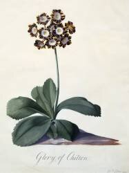 Gloire de Chilton (Georg Dionysius Ehret) - Muzeo.com