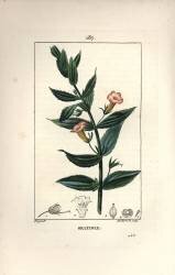 Gratiole officinale (Pierre Jean Francois Turpin) - Muzeo.com