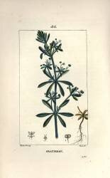 Gratteron ou rieble (Pierre Jean Francois Turpin) - Muzeo.com