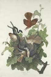 Grive rouilleuse (John James Audubon) - Muzeo.com