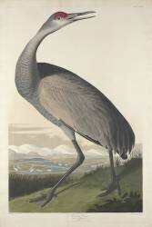 Grue à cerceau (John James Audubon) - Muzeo.com