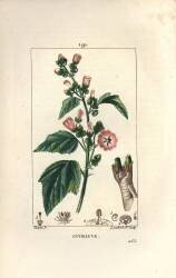 Guimauve (Pierre Jean Francois Turpin) - Muzeo.com