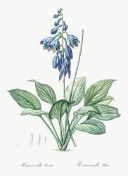 Hemerocallis Caerulea (Pierre Joseph Redouté) - Muzeo.com