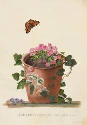 Hepatica trifolia (Georg Dionysius Ehret) - Muzeo.com