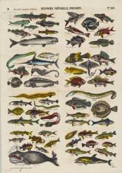 Histoire naturelle : poissons (anonyme) - Muzeo.com