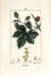 Houblon grimpant - Houblon (Pierre Jean Francois Turpin) - Muzeo.com