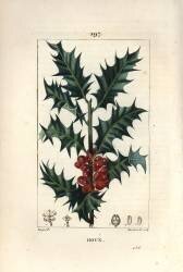 Houx (Pierre Jean Francois Turpin) - Muzeo.com