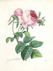 Hundred-Leaved Rose (Pierre Joseph Redouté) - Muzeo.com