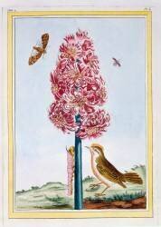 Hyacinthe (Pierre-Joseph Buchoz) - Muzeo.com