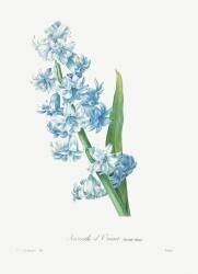 Hyacinthus orientalis (Pierre Joseph Redouté) - Muzeo.com