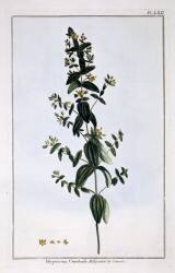 Hyperium (Pierre-Joseph Buchoz) - Muzeo.com