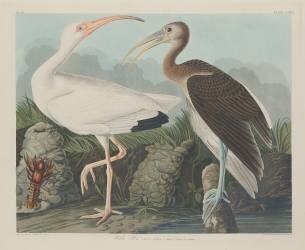 Ibis blanc (John James Audubon) - Muzeo.com