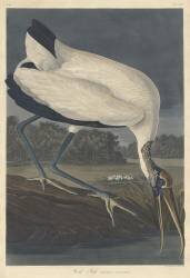 Ibis des bois (John James Audubon) - Muzeo.com