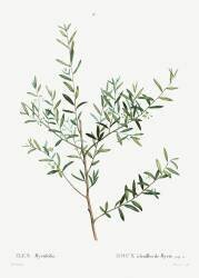 Ilex (Pierre Joseph Redouté) - Muzeo.com