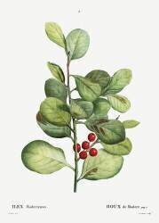 Ilex maderiensis (Pierre Joseph Redouté) - Muzeo.com