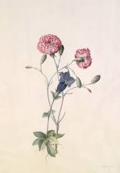 Œillet et Gentiane (Georg Dionysius Ehret) - Muzeo.com