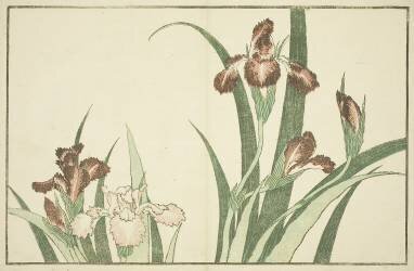 Iris (Hokusai) - Muzeo.com