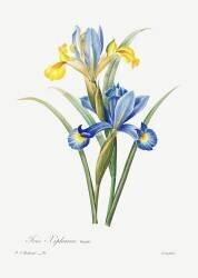 Iris (Pierre Joseph Redouté) - Muzeo.com