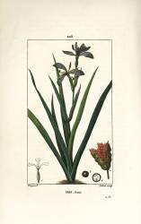 Iris (Pierre Jean Francois Turpin) - Muzeo.com