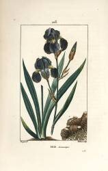 Iris (Pierre Jean Francois Turpin) - Muzeo.com