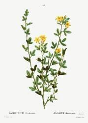 Jasminum fruticans (Pierre Joseph Redouté) - Muzeo.com