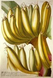 Jeunes bananes (Georg Dionysius Ehret) - Muzeo.com