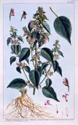 Justicia adhatoda (Pierre-Joseph Buchoz) - Muzeo.com