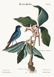 La Linotte bleue (Mark Catesby) - Muzeo.com