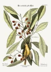 La mésange jaune (Mark Catesby) - Muzeo.com