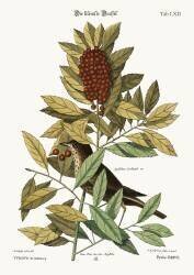 La petite grive (Mark Catesby) - Muzeo.com