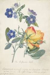 La rose autrichienne (Georg Dionysius Ehret) - Muzeo.com