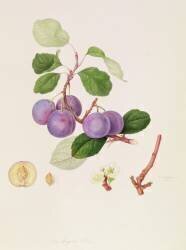 La Royale Plum (William Hooker) - Muzeo.com