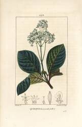 Ladenbergia oblongifolia (Pierre Jean Francois Turpin) - Muzeo.com